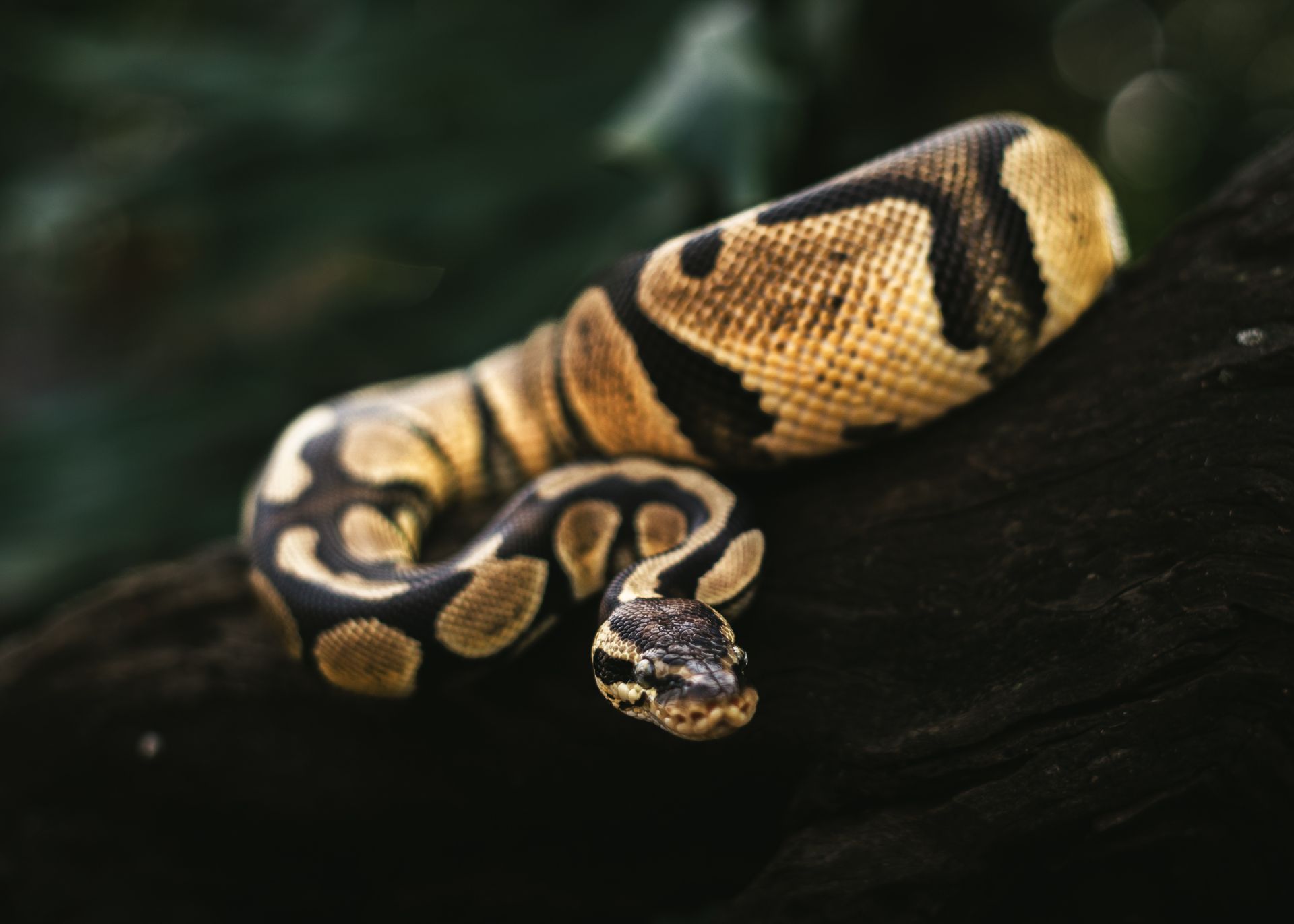 Ball python on a log